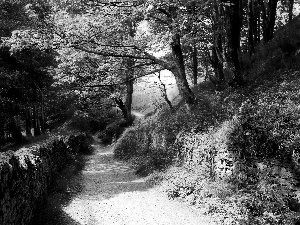 Path, forest, Spring, ledge