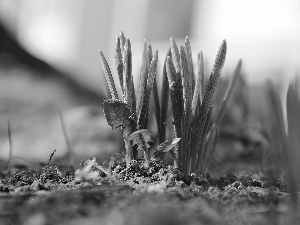 Spring, young, Plants