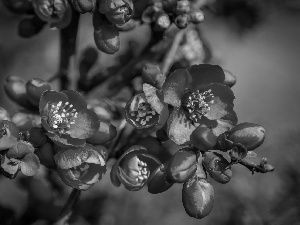 Spring, Flowers, quinces