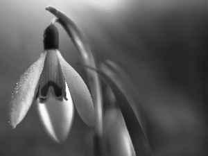 Snowdrop, Colourfull Flowers, Spring, White