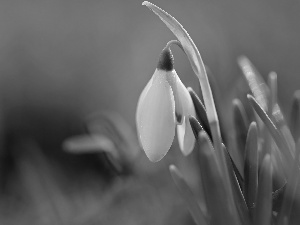 Snowdrop, Colourfull Flowers, Spring, White