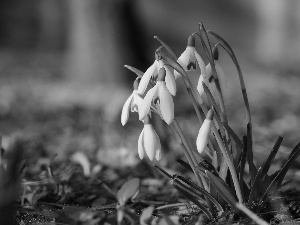 snowdrops, Flowers, Spring, White