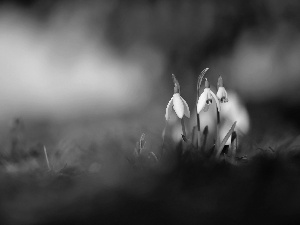 snowdrops, Flowers, Spring, White