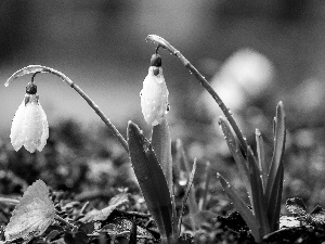 snowdrops, Spring