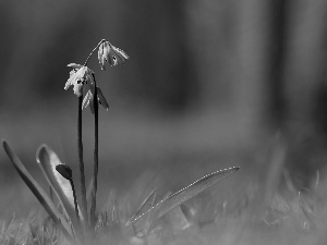 Siberian squill, Flowers, Spring, Blue