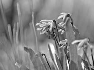 Siberian squill, Flowers, Spring, Blue