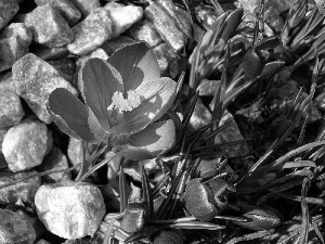 Spring, crocuses, Stones