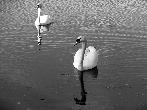 Spring, lake, Swan