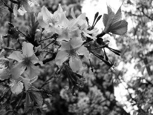 Spring, flourishing, trees