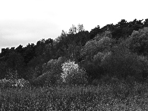 trees, grass, Spring, viewes