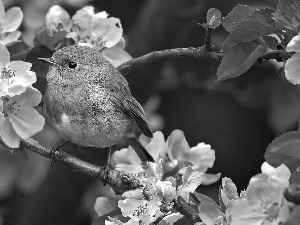 Spring, robin, twig