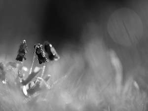 Violets, Flowers, Spring, fragrant