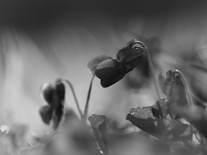 fragrant violets, Flowers, Spring, purple