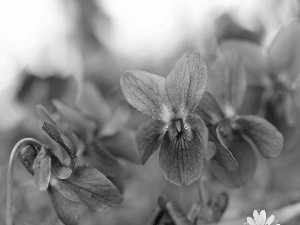 fragrant violets, Flowers, Spring, purple