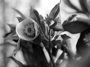 Yellow, Flowers, Spring, Anemones