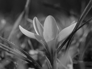 Yellow, Colourfull Flowers, Spring, crocus