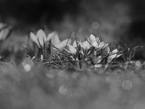 Yellow, Flowers, Spring, crocuses