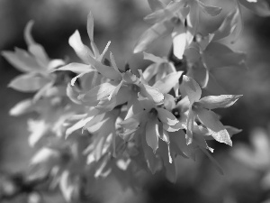 Yellow, forsythia, Spring, Flowers