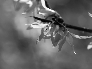 Yellow, forsythia, Spring, Flowers