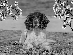 Flourished, Twigs, English Springer Spaniel, boarding, dog