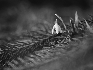 Snowdrop, Colourfull Flowers, spruce, White