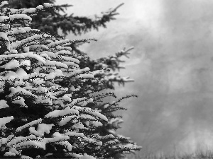 snowy, spruce