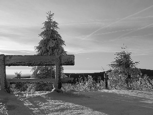 Spruces, winter, Bench