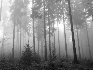 Spruces, forest, Fog