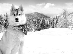 Husky, snow, Spruces, scarf