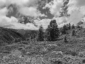 trees, mount, Meadow, Spruces, Mountains, viewes, clouds