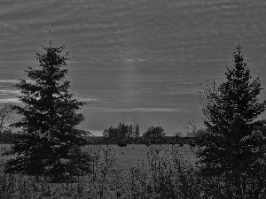 Spruces, snow, west, sun, Field