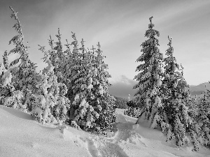 Path, forest, snow, Spruces, Mountains, Path, winter
