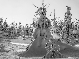 Spruces, snow, trees, viewes, winter