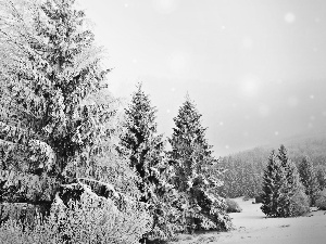 Spruces, forest, Snowy