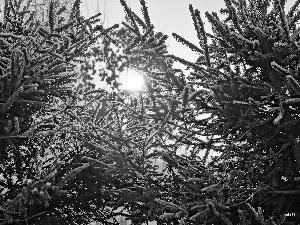 Spruces, winter, sun