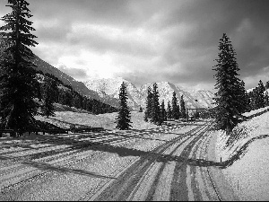 winter, Mountains, Spruces, Way