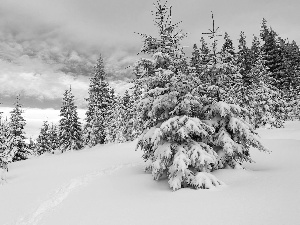 winter, snow, Spruces, Hill