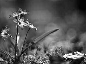 Siberian squill, leaves, luminosity, ligh, flash, Flowers, Blue, sun