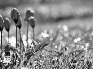 Spring, Tulips, squill, Garden