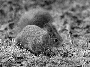 Ginger, squirrel