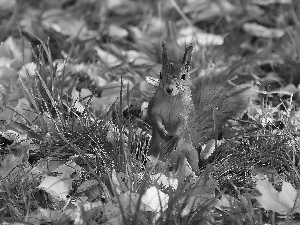 squirrel, grass, Leaf