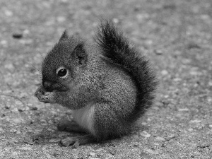 squirrel, lovely, small