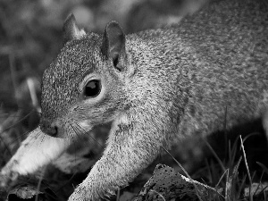 small, squirrel