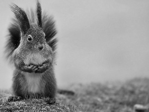 standing, squirrel