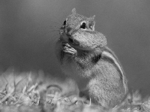 Spadefoot, Chipmunk, squirrel