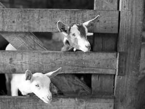 Goats, Stable