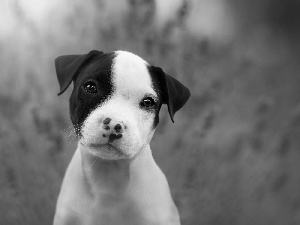 dog, Puppy, Staffordshire Bull Terrier, honeyed