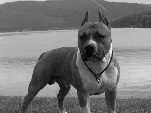 Staffordshire Terrier