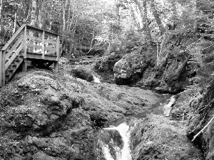 Stairs, forest, stream