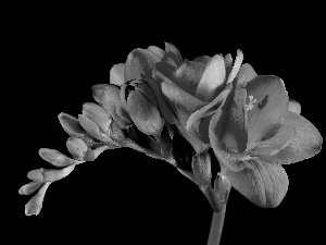 Colourfull Flowers, freesia, stalk